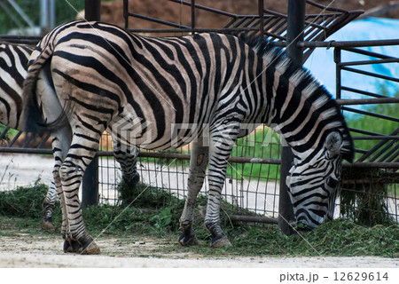 Zebra Chapman (Equus quagga chapmani) Zebra Chapman (Equus quagga chapmani) 12629614