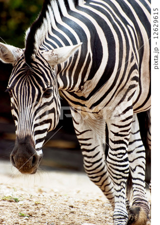 Zebra Chapman (Equus quagga chapmani) Zebra Chapman (Equus quagga chapmani) 12629615