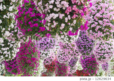 華やかに咲くインパチェンス 12629634