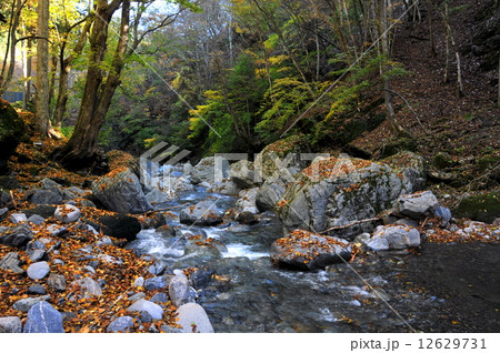 埼玉県 秋の奥秩父 入川渓谷ハイキング 埼玉県 秋の奥秩父 入川渓谷ハイキング 12629731