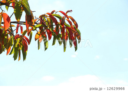 柿の葉の紅葉 12629966