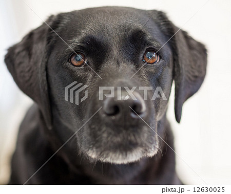 飼い主の一挙一動に注意を払う、黒ラブラドール犬 12630025