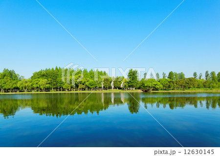 みさと公園より水元公園の若葉と新緑のメタセコイアの林を臨む 12630145