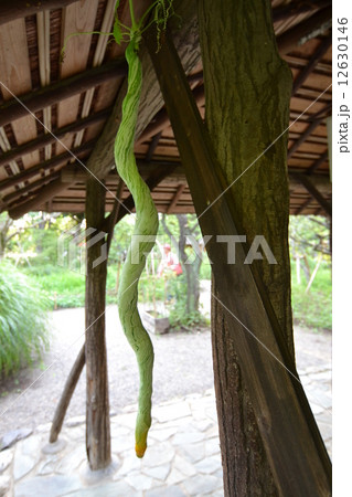 へびうり へびうり 12630146