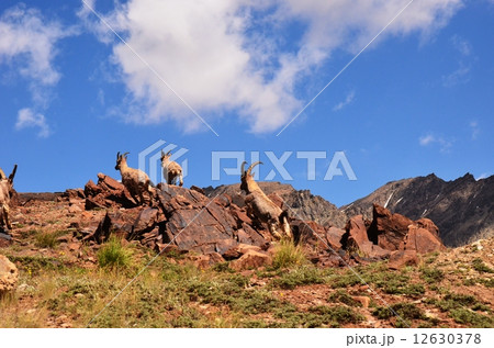 ヒマラヤタール 12630378