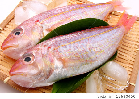 イトヨリ　生　食材　アップ　白背景 12630450