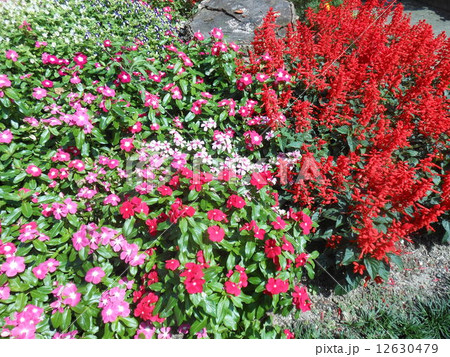 花(サルビア) 花(サルビア) 12630479