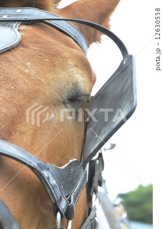馬 アップ 馬 アップ 12630558