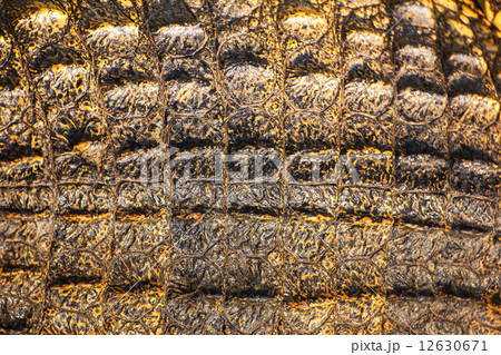 Crocodile skin texture. Shot in Thailand 12630671