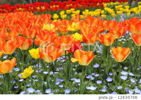 チューリップ畑 12630706