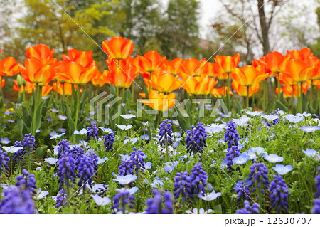 ムスカリとチューリップ 12630707