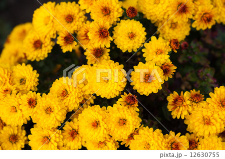 Yellow chrysanthemum Yellow chrysanthemum 12630755