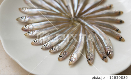 ワカサギ 12630886