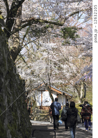 懐古園の桜 12632105