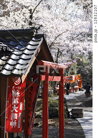 懐古園の桜 12632107