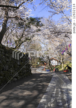 懐古園の桜 12632114