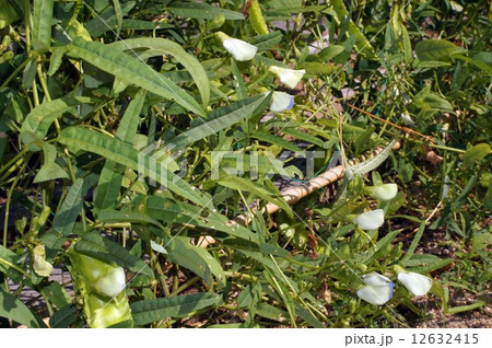 シカクマメ 12632415