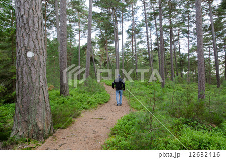 Senior walks in a pine forest 12632416