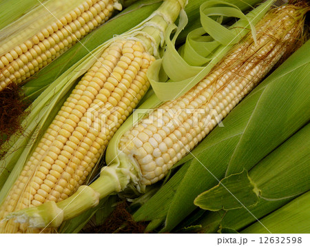 corn crop corn crop 12632598