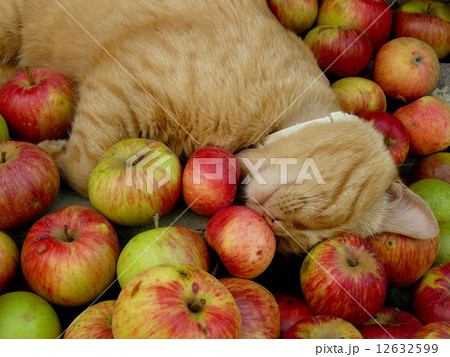 resting cat resting cat 12632599