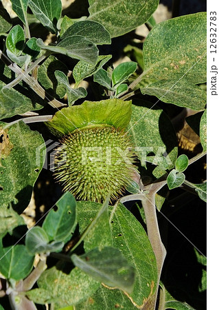 ダチュラの若い実 黒背景 ダチュラの若い実 黒背景 12632783