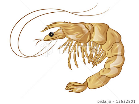 shrimp 12632801