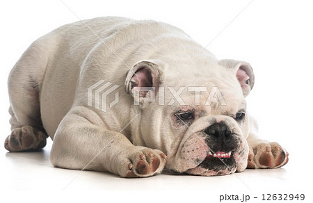 funny dog funny dog 12632949