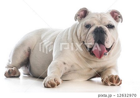 tired dog 12632970