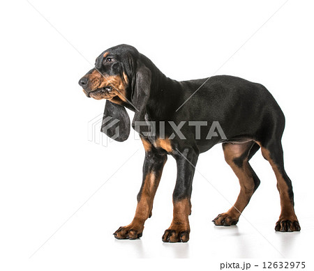 black and tan coonhound black and tan coonhound 12632975