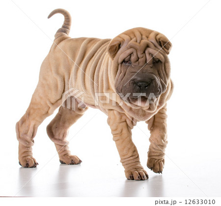 chinese shar pei 12633010