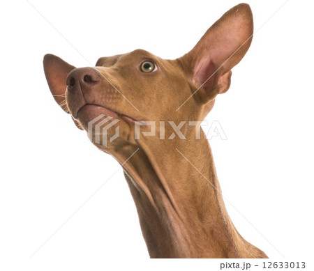 pharaoh hound 12633013