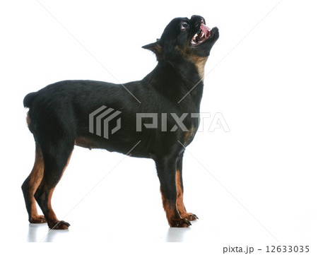 dog panting 12633035