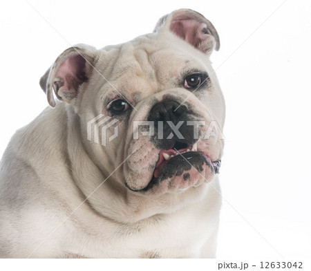 cute puppy 12633042