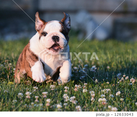 puppy running 12633043