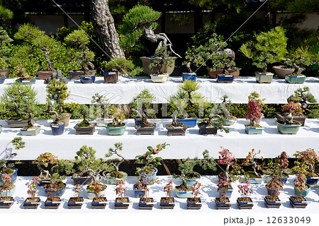 盆栽 12633049