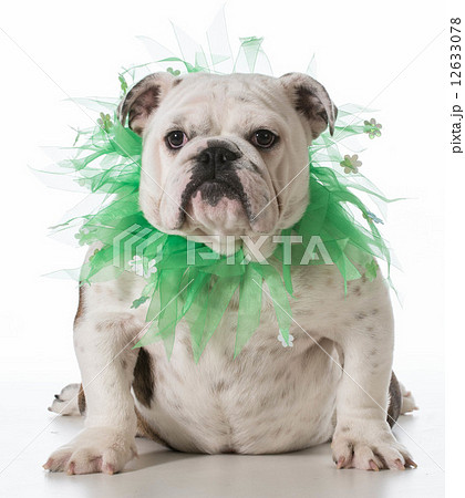 english bulldog english bulldog 12633078