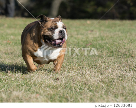 english bulldog 12633093