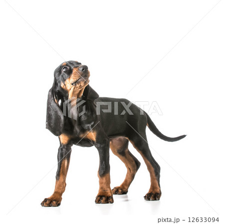 cute puppy 12633094