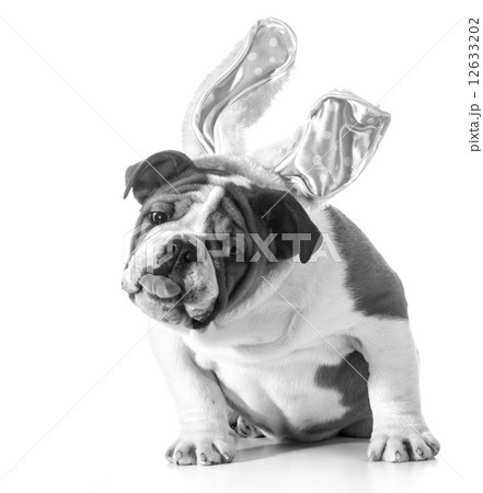 easter dog 12633202