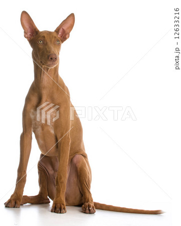 pharaoh hound 12633216