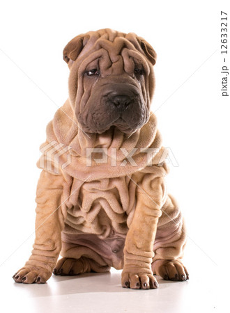 chinese shar pei 12633217