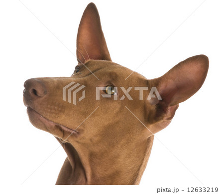 pharaoh hound 12633219