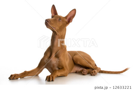 pharaoh hound puppy 12633221