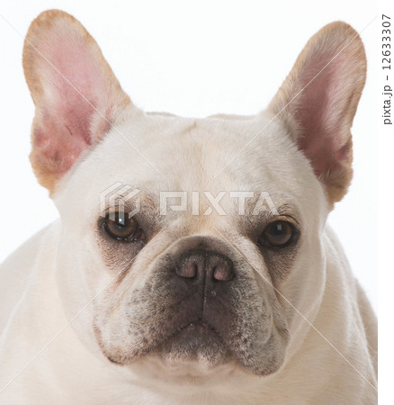 french bulldog french bulldog 12633307