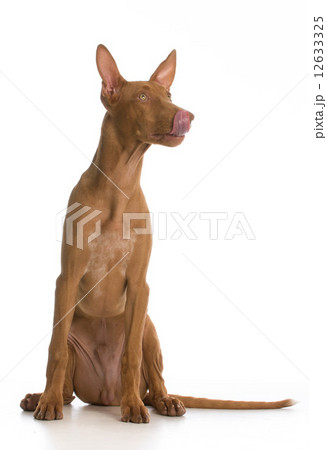 pharaoh hound puppy 12633325