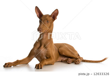 pharaoh hound puppy 12633326