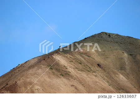Denali National Park_カリブー Denali National Park_カリブー 12633607