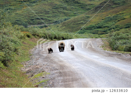 Grizzly_ハイイログマ グリズリーの親子 12633610
