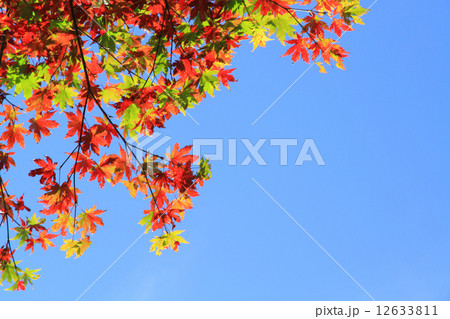 カエデの紅葉 カエデの紅葉 12633811