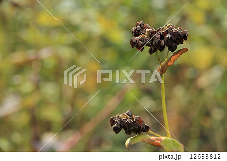 そばの実 12633812